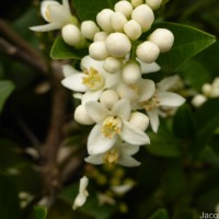 Atalantia ceylanica (Arn.) Oliv.